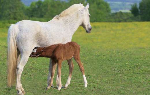 White mother with brown pony nature