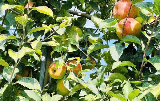 Apple with distinctive yellow green to golden yellow color