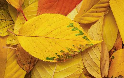 Autumn leaf leaves fall