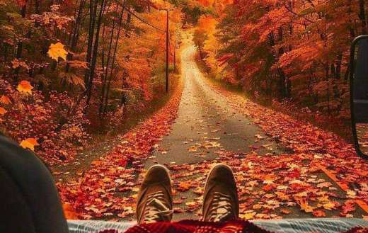 Autumn scene from someone lying in vehicle