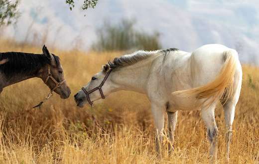 Black brown and white horse in the field