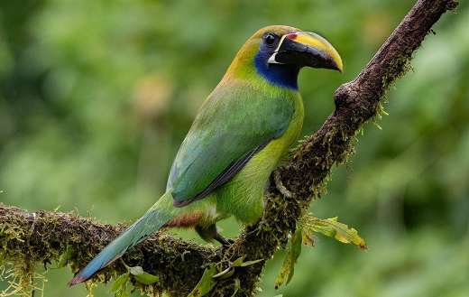 Blue throated toucanet toucan bird