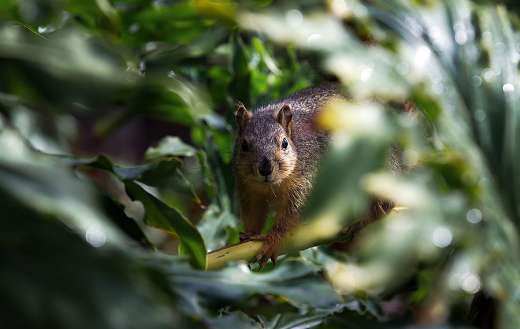 Cute fox squirrel puzzle
