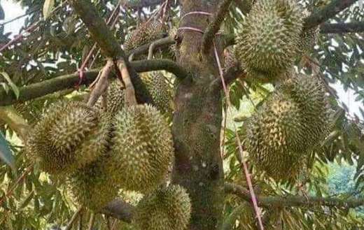 Durian montong edible fruit
