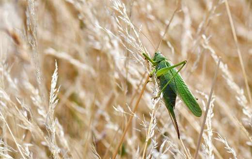 Great green bush cricket