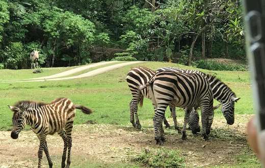 Group of zebras and young one