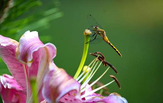 Mr dragonfly pollination