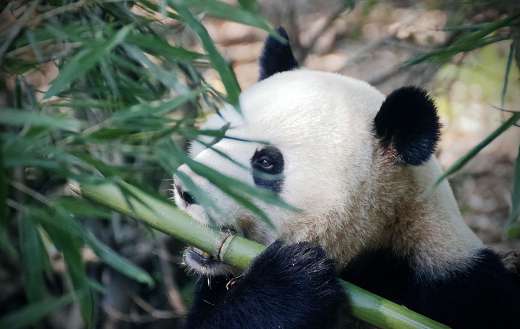 Mr panda bear bamboo biting