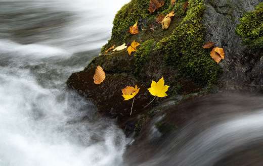 Nature mountain stream autumn