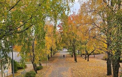 Path lined with trees in autumn