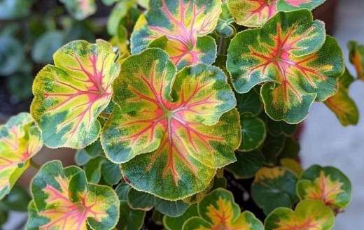 Pelargonium plant popular for balcony