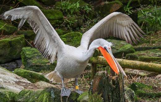 Pelican bird with open wings