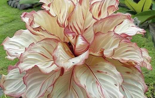 Red ash calathea plant