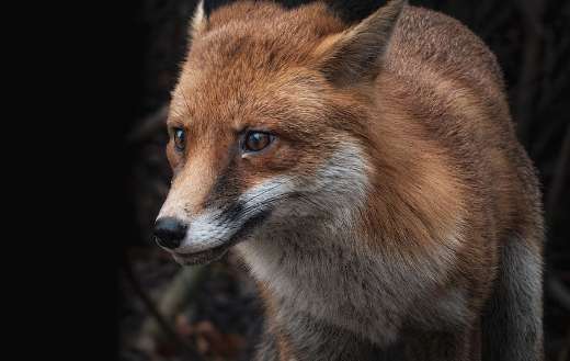 Red fox urban environment