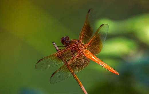 Red orange like dragonfly