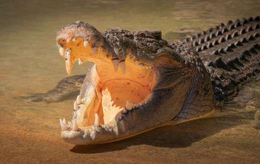 Saltwater crocodile