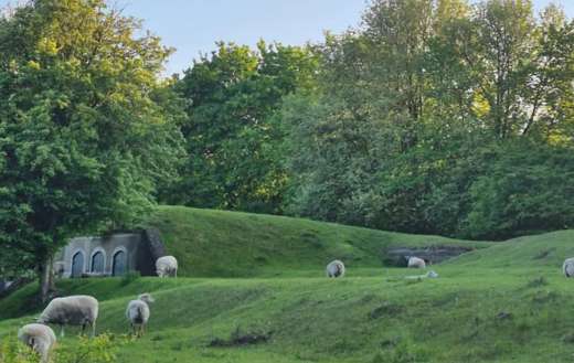 Sheep grazing on a green rolling hill