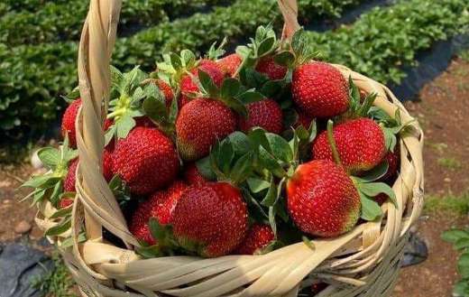Strawberry fruits from farm plantation