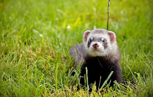 Summer in the nature ferret come