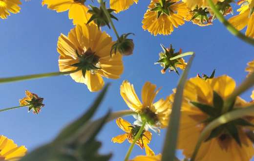 The lance leaved coreopsis bright yellow daisy