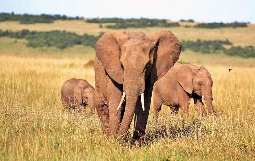 Three elephants with tusks trunks