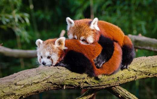 Two red pandas cuddle