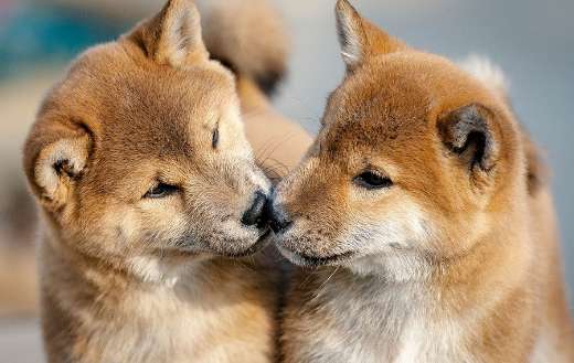 Two shiba inu puppies cuddling