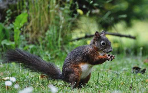 Ed squirrel common in Eurasia