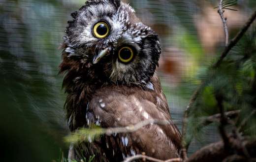 Owl bird looking