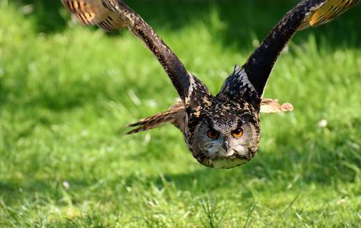 A eurasian eagle owl also known bubo