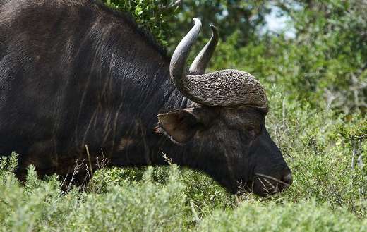 African buffalo as the cape buffalo