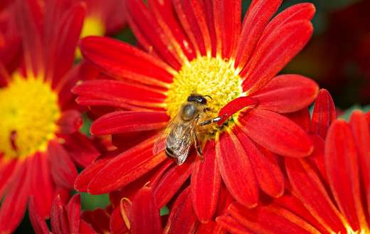 Autumn chrysanthemum flower and insects