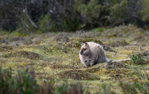 Bennetts wallby red necked