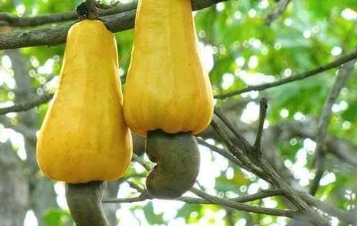 Cashew fruit and seed
