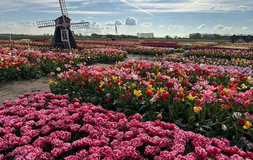 Didiers tulip in the garden