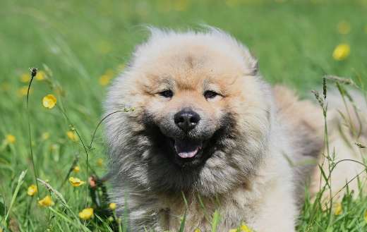 Eurasier dog or chow chow