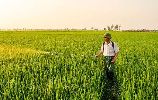 Farmer spraying pesticides in a rice paddy