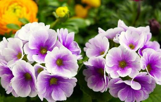 German primroses China native