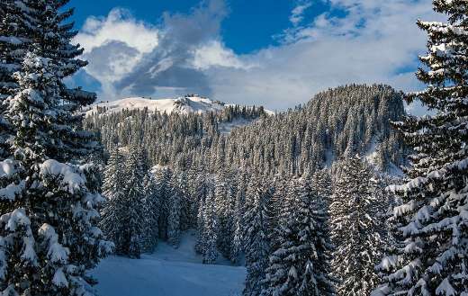 HochybrigSwitzerland nature winter