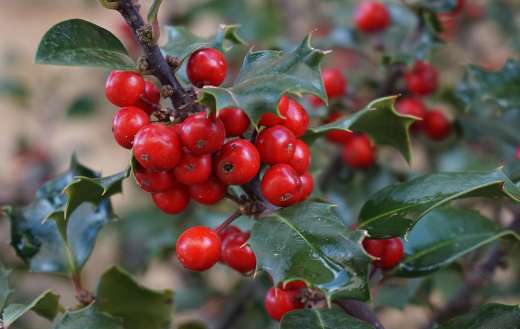 Holly tree houx stechpalme