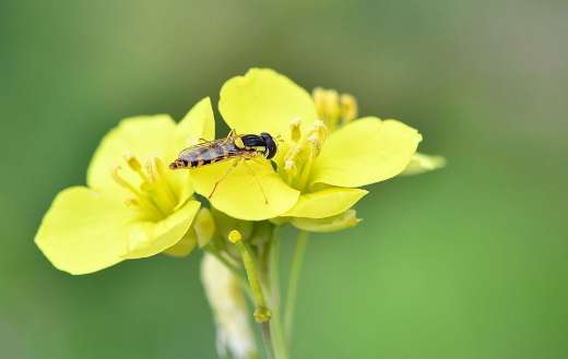 Hoverly insect can imitate wasps