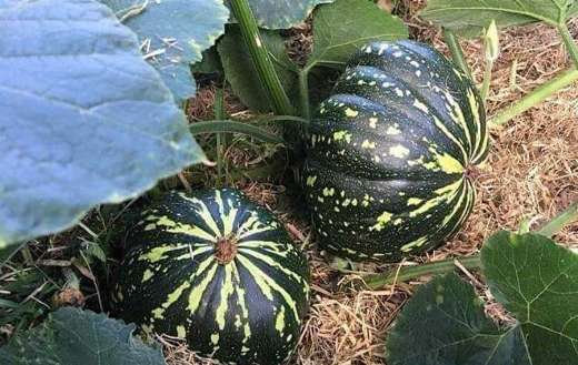 Hybrid pumpkin farm