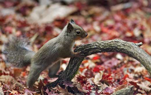 Japanese squirrel puzzle