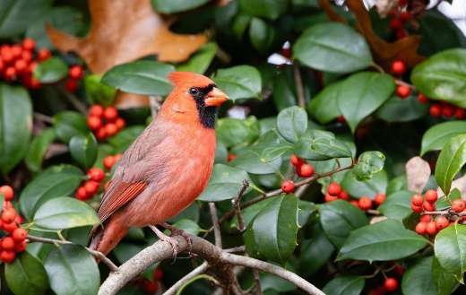 Male nothern cardinal bird