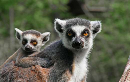 Mother lemur with her young