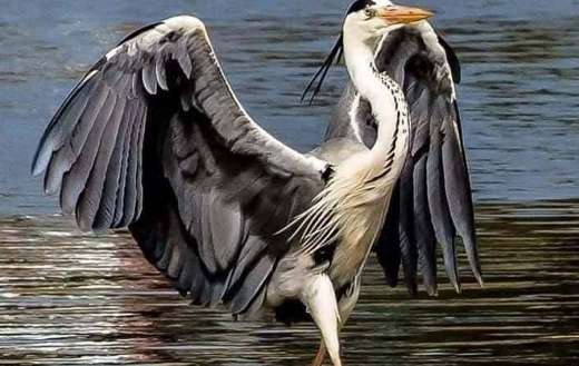 Mr grey heron long legged wading bird