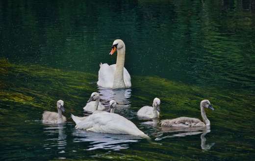 Mute swan and family