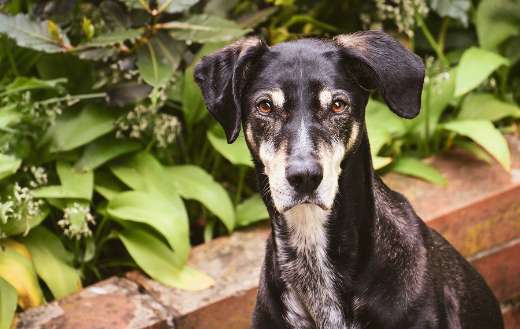 New Zealand huntaway dog