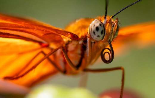 Orange butterfly pollinator