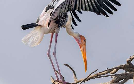 Painted stork bird